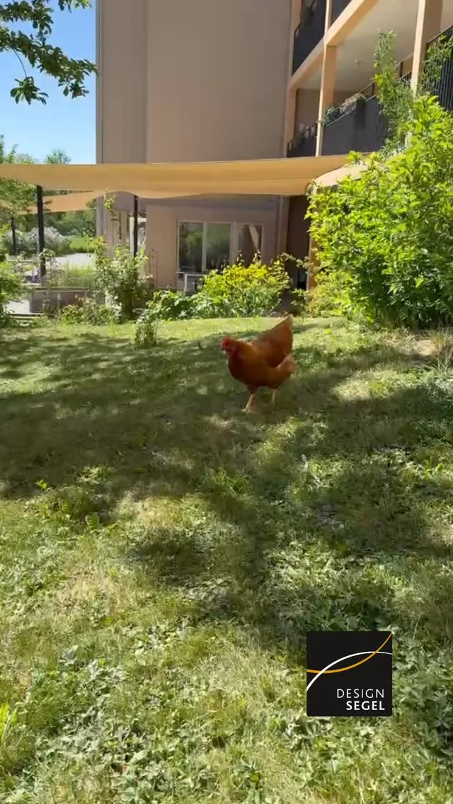 Äldreboenden i Sverige behöver fler skuggade och svala platser utomhus. Under varma sommardagar saknas ofta tillräckligt med skyddade uteplatser, vilket gör att många äldre måste stanna inomhus istället för att njuta av utomhusmiljön. På denna gård har vi installerat 3 stora Designsegel som skapar behaglig skugga. De skapar trygga och inbjudande platser där de boende kan njuta av frisk luft och dagsljus utan att bli för varma. Förutom den praktiska skuggningen bidrar seglen även till en estetiskt tilltalande gårdsmiljö som uppmuntrar till social samvaro och rörelse utomhus. Forskning visar att tillgång till utomhusvistelse har stor positiv inverkan på äldres välmående – både fysiskt och mentalt – vilket gör dessa effektiva lösningar till en viktig del av en god omsorgsmiljö. #designsegel #äldreboende #vardaga #solsegel #segeltak